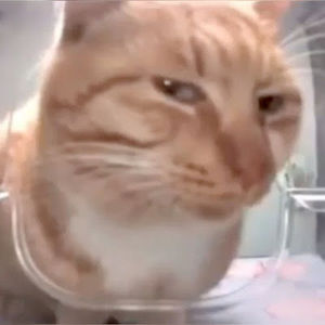 Meet your Posher, Taina